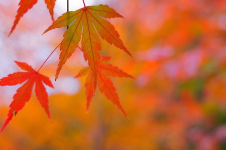 もみじ葉