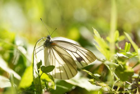 陽だまりのスジグロシロチョウ