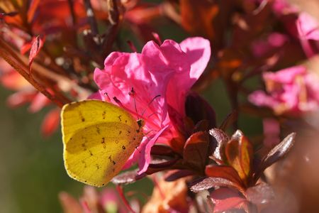 季節はずれのツツジ
