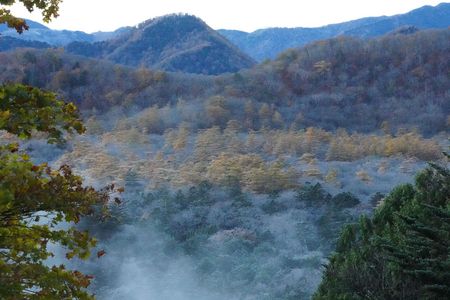 湯滝から見た小田代ヶ原のカラマツ群の霧氷