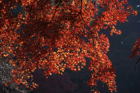 光を浴びる紅葉