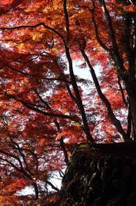 思わず見とれました。