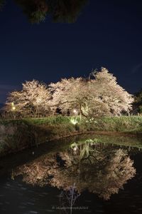 浅井の一本桜