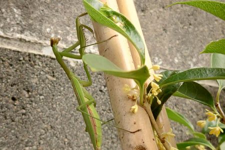 四季モクセイとカマキリ