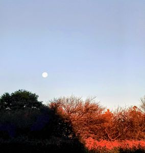 コールドムーン　明けの月