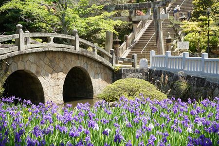 菅原神社の眼鏡橋とカキツバタ