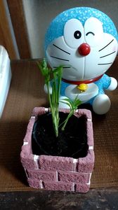 猫にかじられた観葉植物とドラえもん