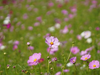 コスモス
