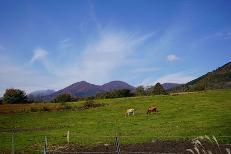 蒜山ジャージー牛