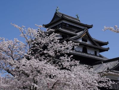 松江城とさくら