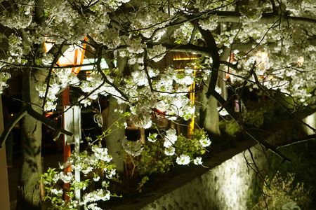 高瀬川の桜祭り