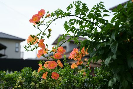 ノウゼンカズラ