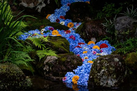 花の天の川