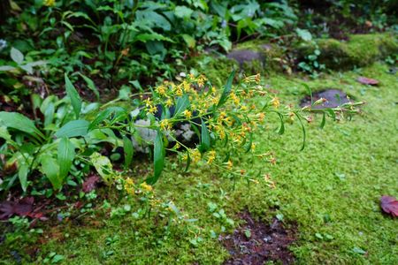 キリンさんだね！