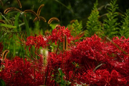 お彼岸のころ2023