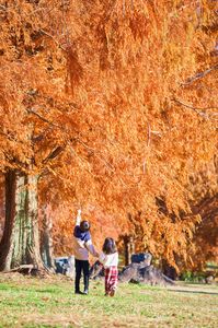 見頃を迎えたメタセコイア