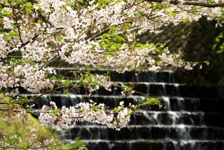 桜と水階段