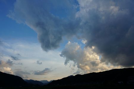 クマに向かっていく子犬