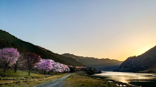夕暮れの湖畔の桜並木