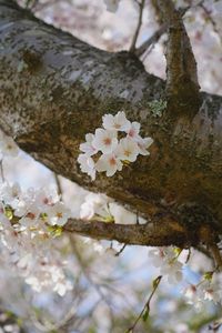 踊る桜の木