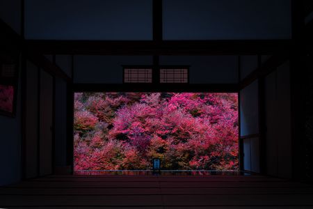 但馬安国寺ドウダンツツジ 2024.11