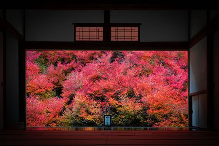 安国寺 ドウダンツヅ