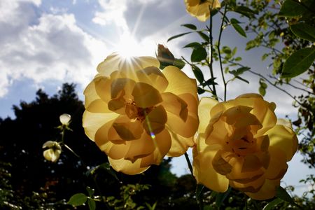 雨上がりの秋薔薇
