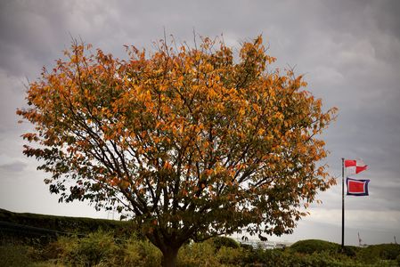港の見える丘コウヨウ - 国際信号旗と「ご安航を祈ります」