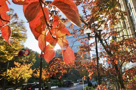 朝の八重桜並木の紅葉
