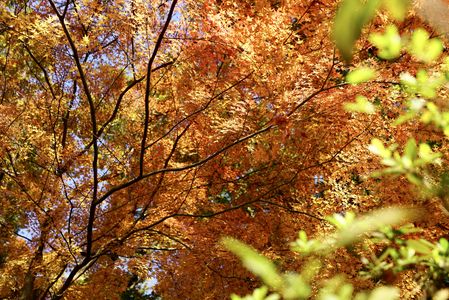 黄金紅葉