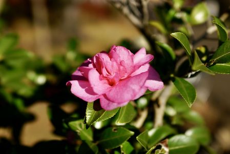 咲いたサザンカの花
