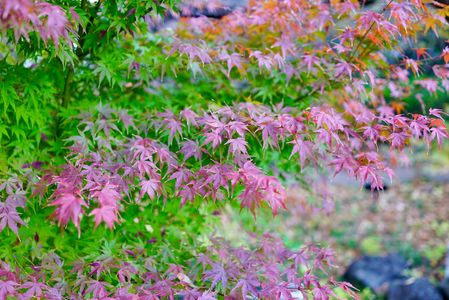 紫紅葉