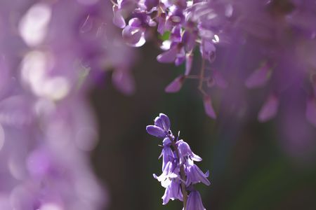 紫に囲まれた紫の花