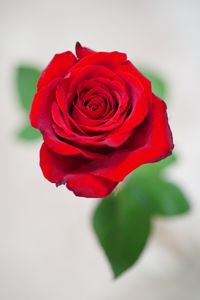 真紅の薔薇が恋しくて🌹