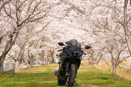広島市の桜のトンネル