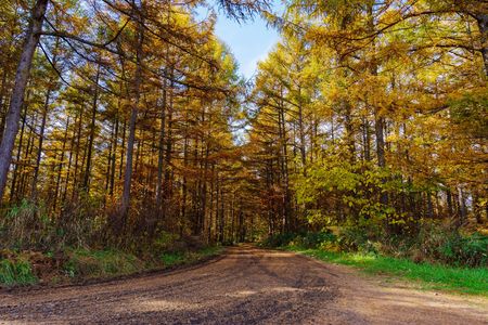 カラマツのトンネル