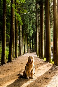 森の犬