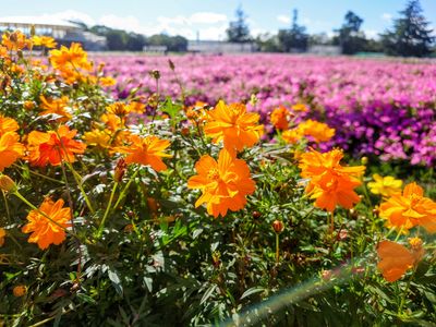 コスモスとペチュニア（なばなの里2025）
