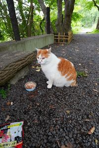 お寝ぼけニャンコ