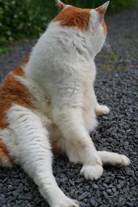 毛繕いニャンコ