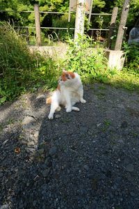 まったりニャンコ