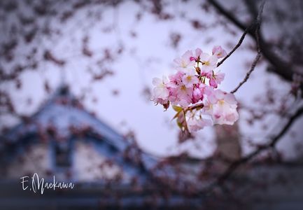 豊平館前の桜
