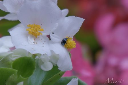 新しくなった花壇のお花さん達　I