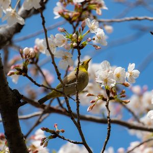 桜とメジロ🌸