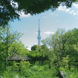 緑に満ちるスカイツリー