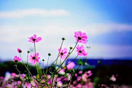 青空に揺れる秋