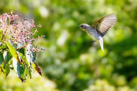 木の実にダイブ（エゾビタキ）