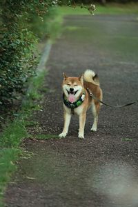 あじーっ　（暑い〜）