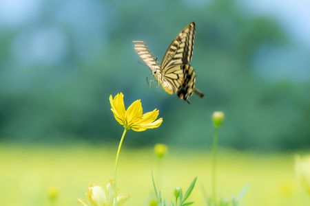 このお花の蜜はおいしいかな？