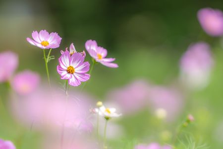 秋桜さんお久しぶり